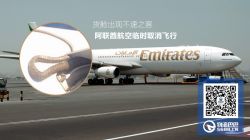 货舱出现不速之客  阿联酋航空临时取消飞行